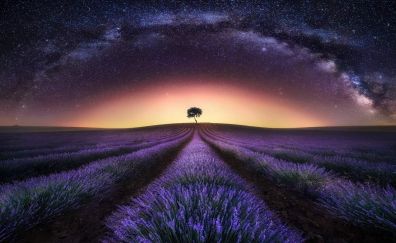Lavender fields sunrise