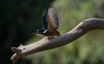 Kingfisher bird, tree branch