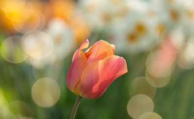 Tulip, flower, bokeh, close up