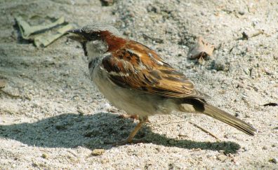Bird, sparrow, small bird