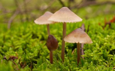 Mushroom, small plants, nature