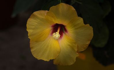 Hibiscus, Yellow Hibiscus, flowers, pollen