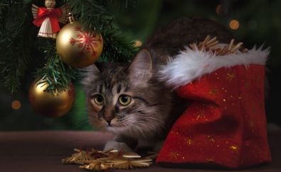 Kitty cat and Christmas decorations