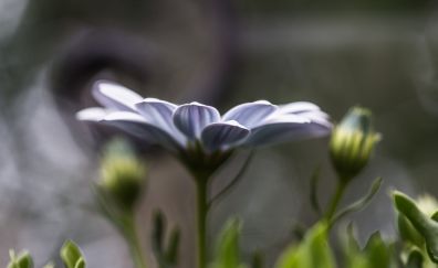 Light purple, garden, flower, blur