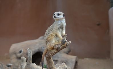 Meerkat, wild animal, zoo
