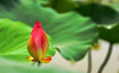 Lotus bud, leaves, bloom, flower