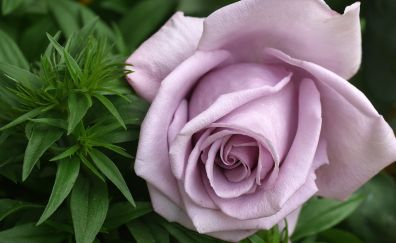 Close up, pink rose, bloom, 4k