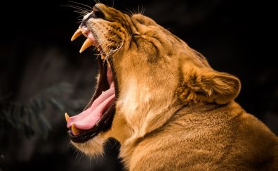 Lioness, predator, yawn, animal, muzzle, 4k