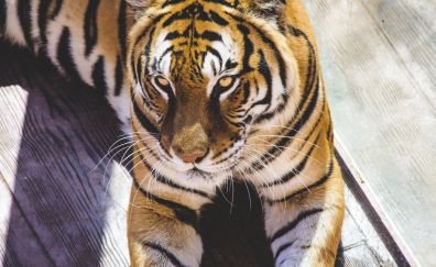 Tiger, calm, predator, animal, 5k