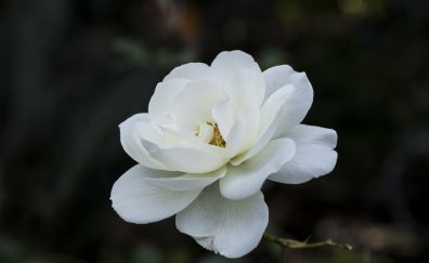 White flower, spring, bloom, close up, 5k