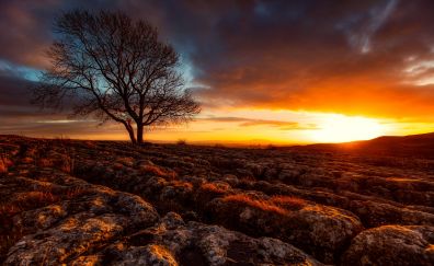 Yorkshire, sunset, tree, landscape