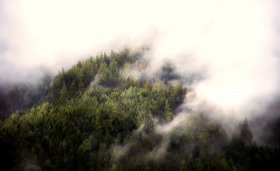 Fog, aerial view, forest, nature, trees