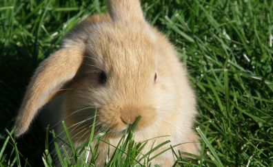 Cute, bunny, rabbit, eating, grass