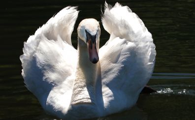 Confident, White swan, swimming, wings
