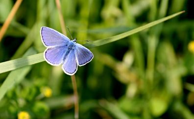 Common blue, butterfly, insect, leaves