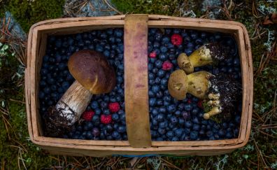 Berries, blueberries, basket, mushroom