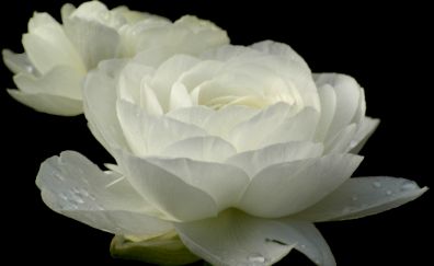 Drops, white flowers, white rose, petals