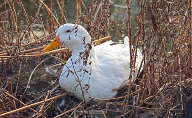 Goose, white bird, sitting