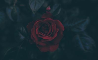 Red rose, close up, 4k