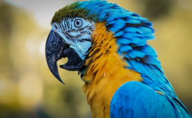 Macaw, bird, muzzle, beak