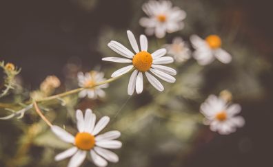 Wild, white flowers, blur, plants