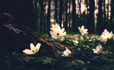 White flowers, wild, forest