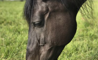 Black horse, grazing, muzzle, grass