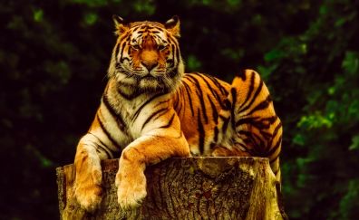 Tiger, sit, predator, calm, animal