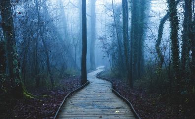 Wooden path in forest