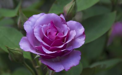Close up, purple rose, flower, bloom, 5k
