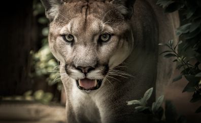 Lioness, muzzle, wild cat, predator