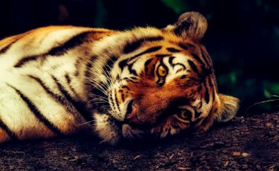 Tiger, predator, muzzle, animal, lying down