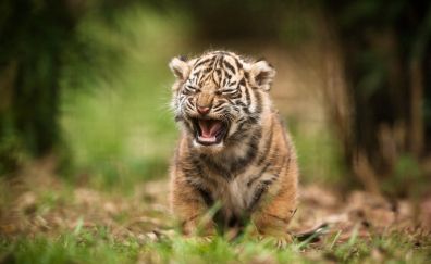 Tiger cub predator animal