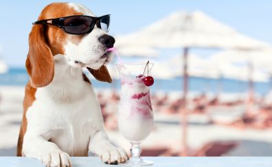 Beagle, dog, drinks, summer, holiday, funny, sunglasses