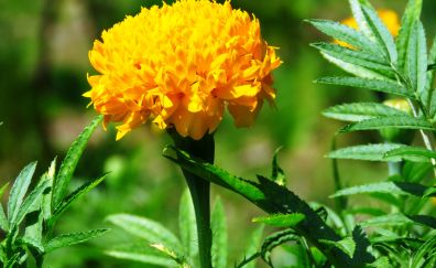 Marigold, flower, yellow, spring, leaves