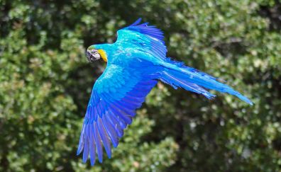 Parrot, blue orange bird, macaw bird, flight, 4k