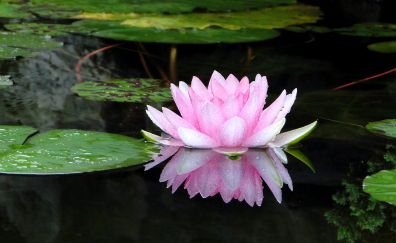 Pond, water lily, flower, reflections