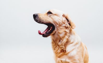 Golden Retriever Dog muzzle