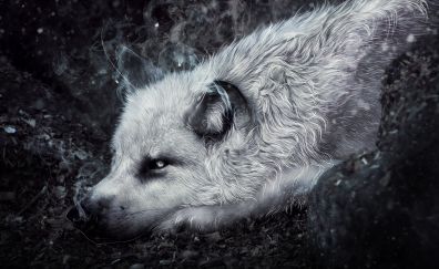 White wolf, art, muzzle, 4k