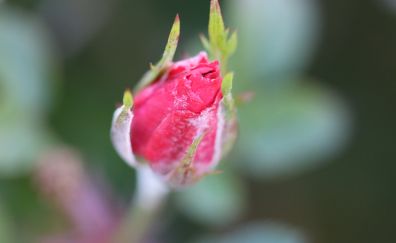 Pink rose, flower, bud, bloom, blur