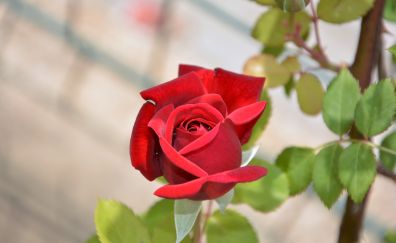 Red rose, plants, bloom, 5k