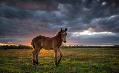 Young horse, animal, landscape, sunset, clouds