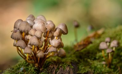 Mushrooms, fungus, blur