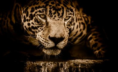 Jaguar, wildlife, predator, muzzle, 4k