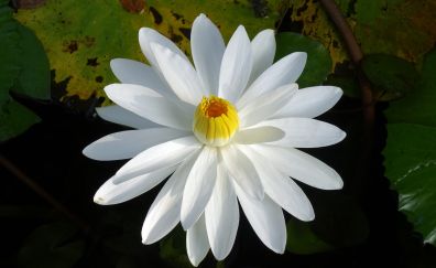 White, water, flower, lily