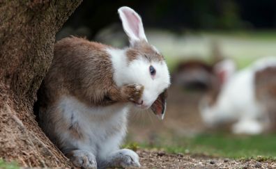 Cute, bunny, rabbit, animal