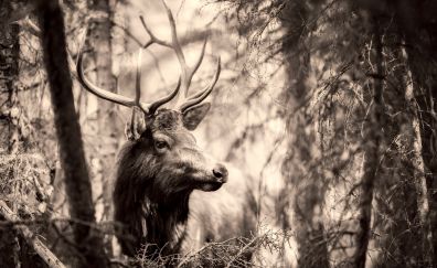Deer, Elk, wild animal, horns, sepia