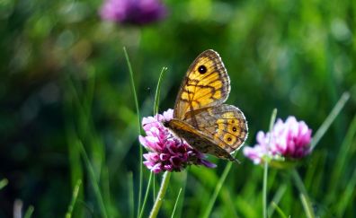 Bokeh, grass, flowers, insect, butterfly