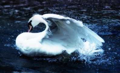 Water splashes, swimming, white swan, bird
