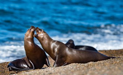 Seal fish water animals